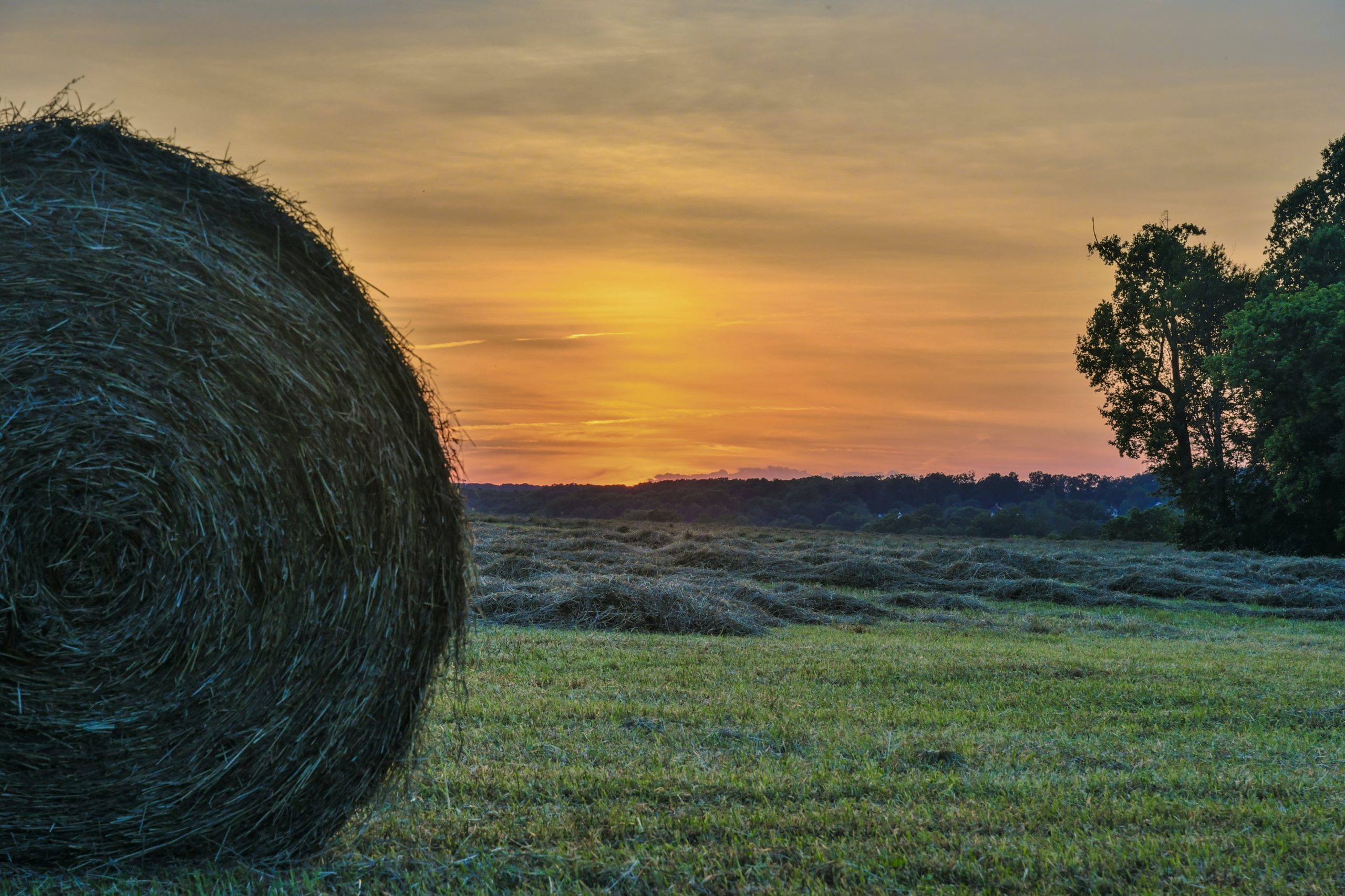 Roll of hay in a field while the suns rising